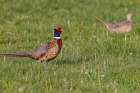 Male pheasant with female hen at Ninepipe National Wildlife Refuge near Ronan, Montana, USA. Art Print